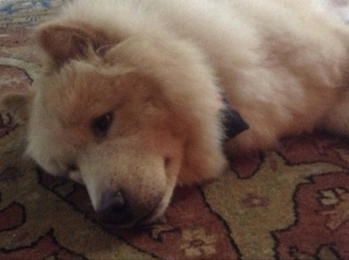 Buddy resting his head on a patterned rug