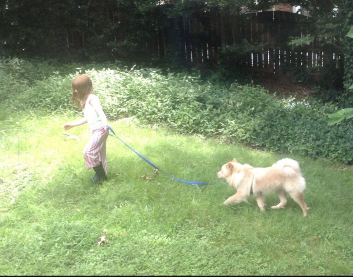 Buddy walking on a leash with Alexandra's daughter in the garden