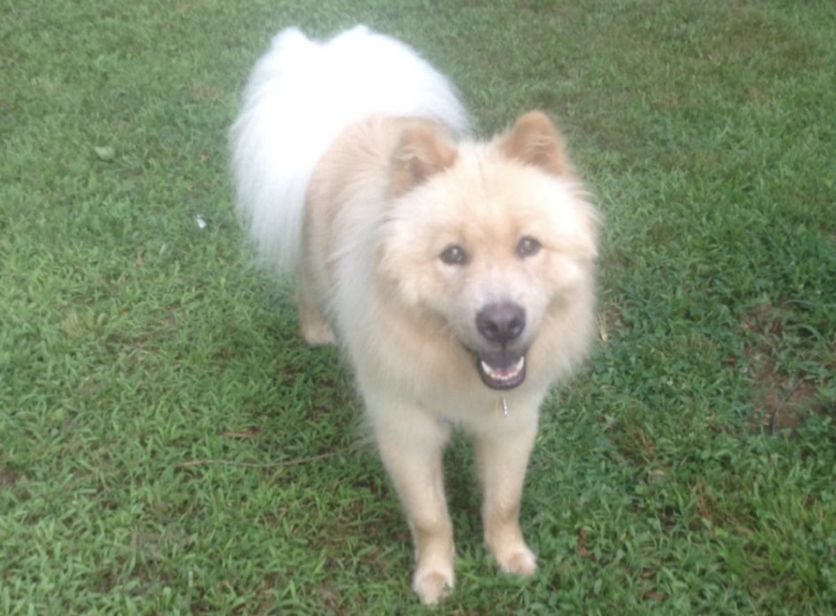 Buddy smiling on the grass, looking up at the camera